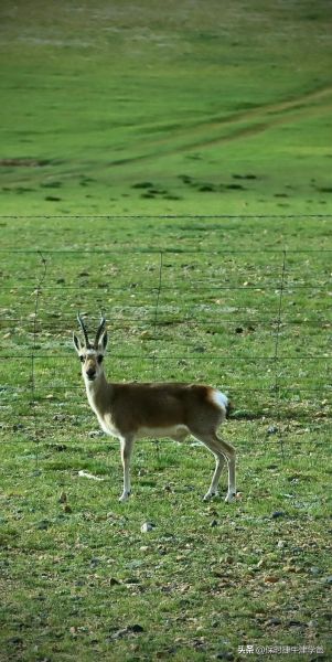 藏羚非物质文化遗产（藏羚非遗手工体验在哪里学）-第1张图片-八三百科