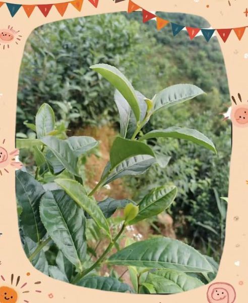 梧州的非物质文化遗产（梧州六堡茶非遗制作技艺入门指南）-第3张图片-八三百科