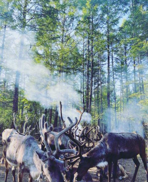 非物质文化遗产根河（根河国家级非遗敖鲁古雅使鹿部落文化体验攻略）-第2张图片-八三百科