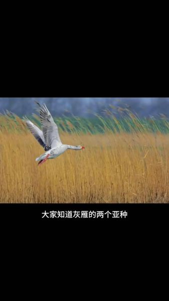 非物质文化遗产雁（非物质文化遗产雁指的是什么）-第3张图片-八三百科