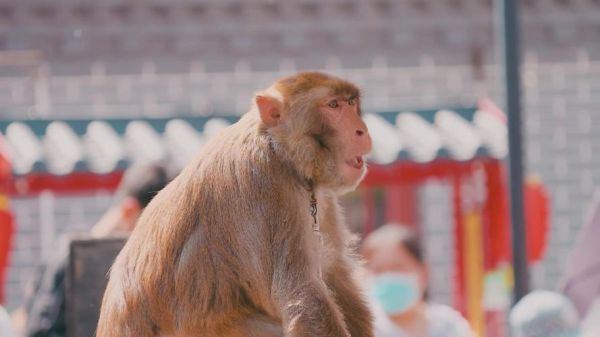 耍猴算非物质文化遗产吗（耍猴算非物质文化遗产吗？不算）-第3张图片-八三百科