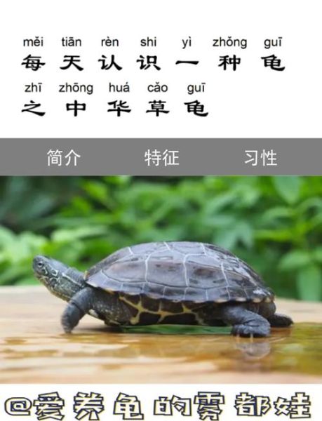 非物质文化遗产草龟（草龟为什么是非遗技艺中的活化石）-第1张图片-八三百科