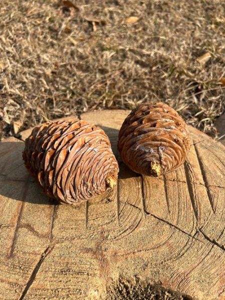 松文化非物质文化遗产（松文化非遗有哪些传统技艺）-第1张图片-八三百科