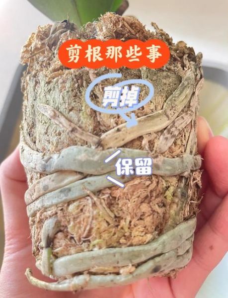 非物质文化遗产 截根术（截根术是什么 新手三分钟看懂）-第3张图片-八三百科