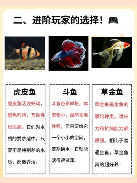 中国非物质文化遗产鱼种（中国非遗鱼种有哪些：新手入门指南）-第3张图片-八三百科