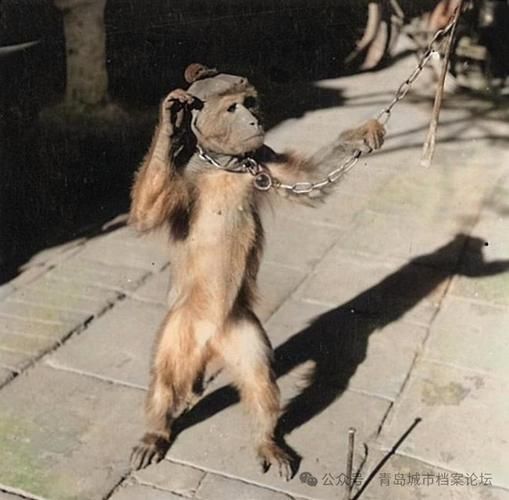 非物质文化遗产耍猴（非遗耍猴还能继续存在吗）-第2张图片-八三百科