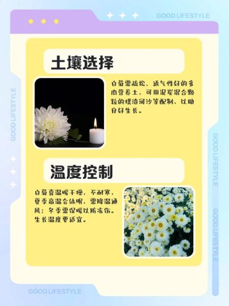 白菊非物质文化遗产（白菊非遗制作工艺流程）-第2张图片-八三百科