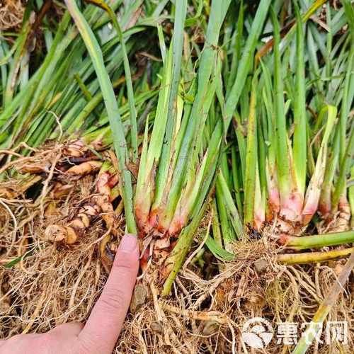 非物质文化遗产菖蒲（菖蒲非遗手工香牌制作教程）-第1张图片-八三百科