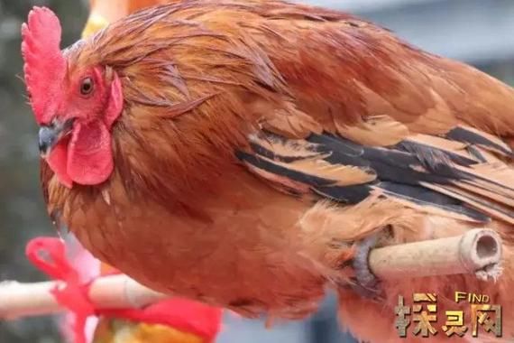 定鸡术非物质文化遗产（定鸡术是非遗骗局吗）-第2张图片-八三百科