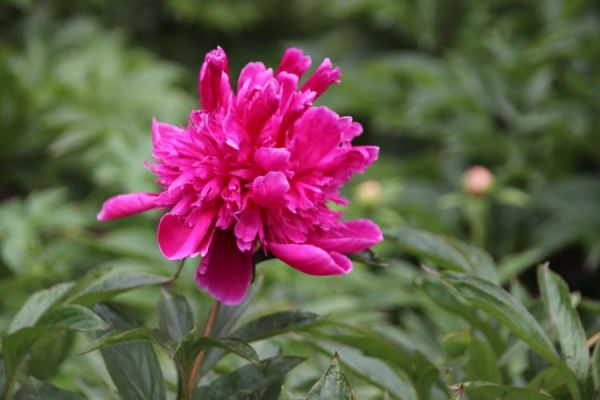 非物质文化遗产芍红（芍红是什么级别非物质文化遗产）-第1张图片-八三百科