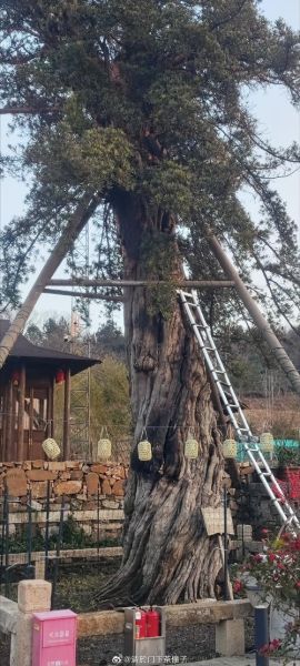 非物质文化遗产罗松（罗松非遗技艺入门新手快速上手）-第3张图片-八三百科