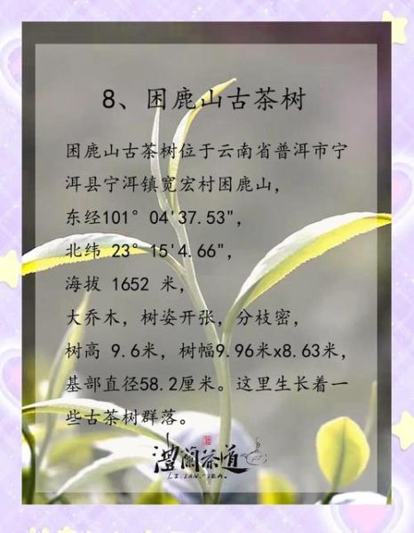 茶树非物质文化遗产（茶树非遗传习攻略：0基础也能看懂的入门指南）-第2张图片-八三百科