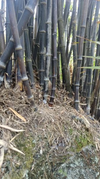 紫竹非物质文化遗产（紫竹非遗新手入门看这里）-第2张图片-八三百科