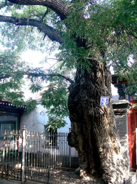 古槐非物质文化遗产（古槐非物质文化遗产有哪些）-第2张图片-八三百科