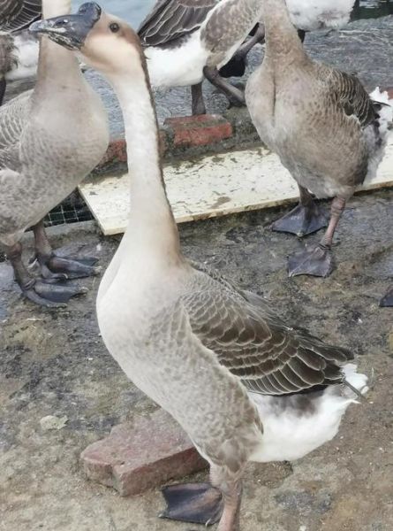 乌鬃鹅非物质文化遗产（乌鬃鹅非物质文化遗产是真的吗）-第1张图片-八三百科