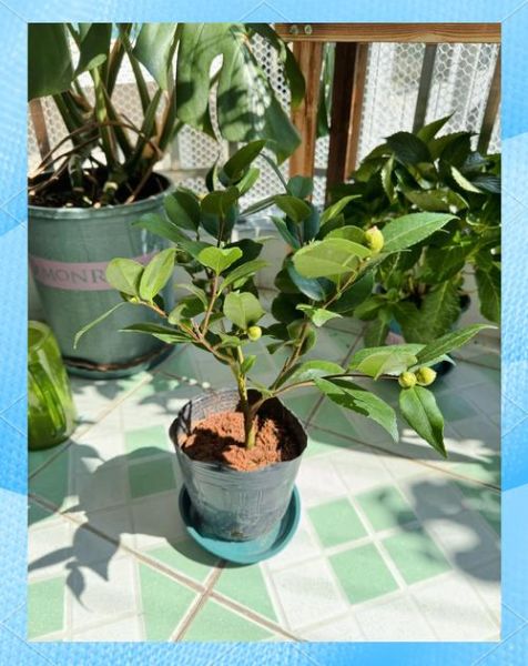 茶花非物质文化遗产（茶花非遗申报流程具体怎么做）-第2张图片-八三百科