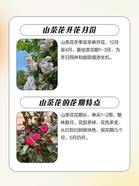 茶花非物质文化遗产（茶花非遗申报流程具体怎么做）-第1张图片-八三百科