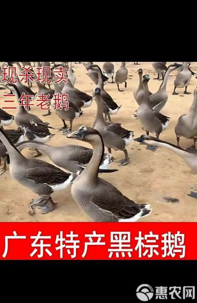 乌棕鹅非物质文化遗产（乌棕鹅是市级还是省级非遗）-第1张图片-八三百科