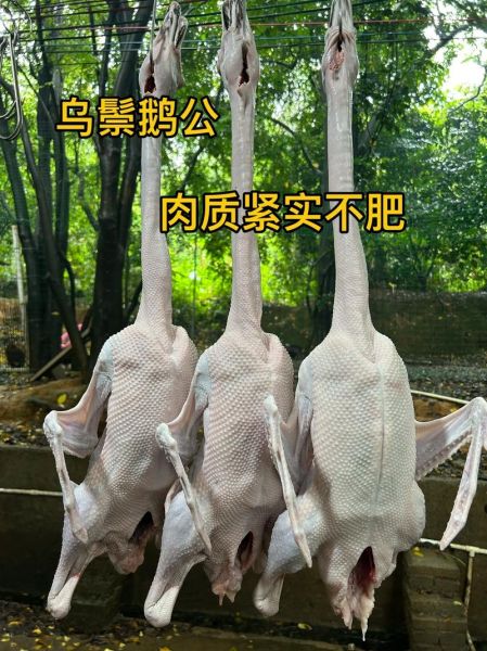 乌棕鹅非物质文化遗产（乌棕鹅是市级还是省级非遗）-第2张图片-八三百科