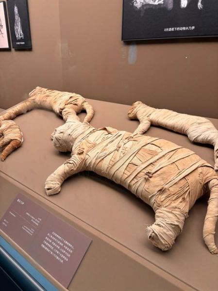 非物质文化遗产木乃伊(木乃伊为什么被认定为非遗)-第1张图片-八三百科 非物质文化遗产木乃伊(木乃伊为什么被认定为非遗)-第1张图片-八三百科