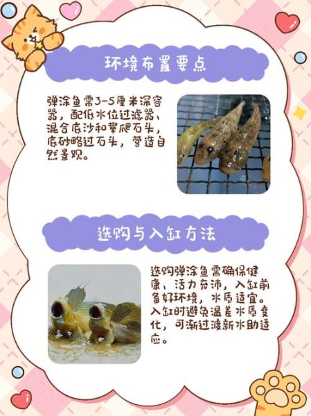 非物质文化遗产弹涂鱼（弹涂鱼怎么养殖？新手也能成功的全流程）-第2张图片-八三百科