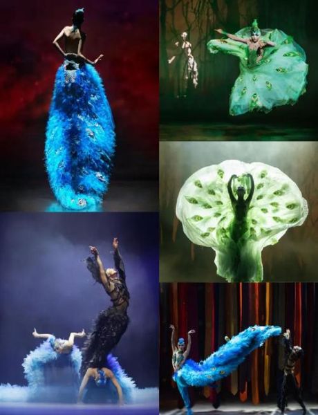 非物质文化遗产孔雀(非遗孔雀舞初学者入门图解)-第2张图片-八三百科 非物质文化遗产孔雀(非遗孔雀舞初学者入门图解)-第2张图片-八三百科