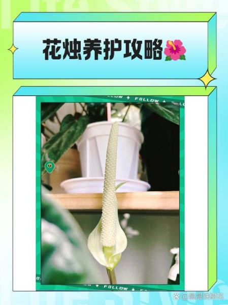 花烛非物质文化遗产(花烛非遗制作步骤初学者指南)-第2张图片-八三百科 花烛非物质文化遗产(花烛非遗制作步骤初学者指南)-第2张图片-八三百科