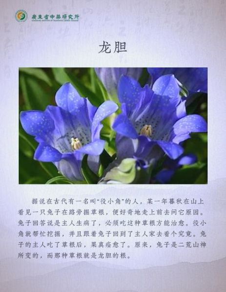非物质文化遗产龙胆(龙胆中药饮片功效作用全解析)-第1张图片-八三百科 非物质文化遗产龙胆(龙胆中药饮片功效作用全解析)-第1张图片-八三百科