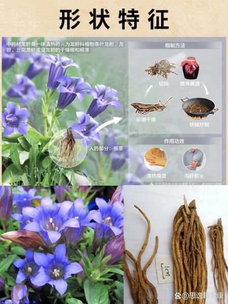 非物质文化遗产龙胆(龙胆中药饮片功效作用全解析)-第2张图片-八三百科 非物质文化遗产龙胆(龙胆中药饮片功效作用全解析)-第2张图片-八三百科