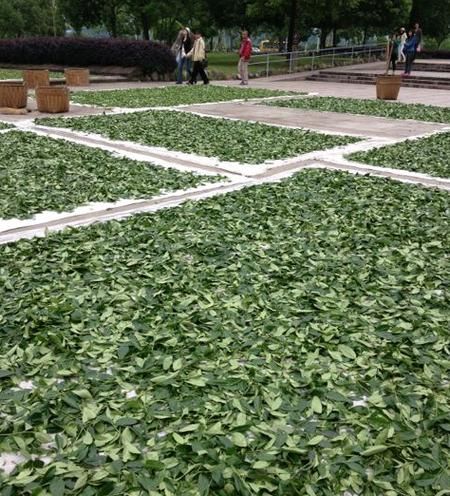 非物质文化遗产武夷山茶（武夷山茶非遗技艺有哪些）-第2张图片-八三百科