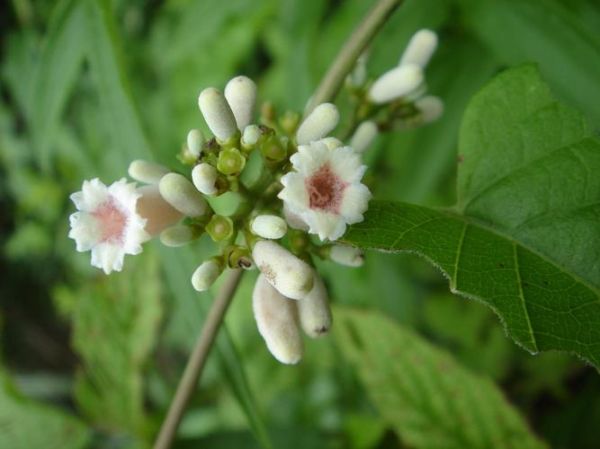 鸡屎藤非物质文化遗产（鸡屎藤非物质文化遗产有哪些）-第3张图片-八三百科