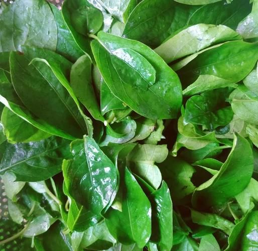 鸡屎藤非物质文化遗产（鸡屎藤非物质文化遗产有哪些）-第2张图片-八三百科