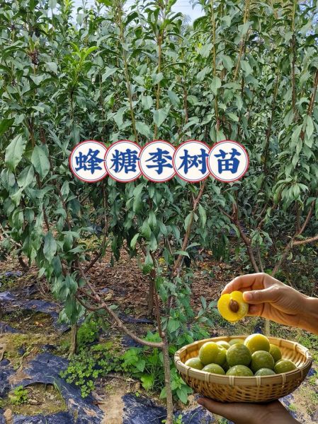 李树果 非物质文化遗产（李树果非遗技艺在哪里可以体验）-第2张图片-八三百科