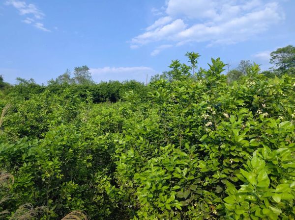 李树果 非物质文化遗产（李树果非遗技艺在哪里可以体验）-第3张图片-八三百科