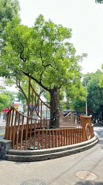 国槐非物质文化遗产（国槐非遗技艺有哪些价值）-第2张图片-八三百科