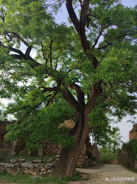 国槐非物质文化遗产（国槐非遗技艺有哪些价值）-第3张图片-八三百科