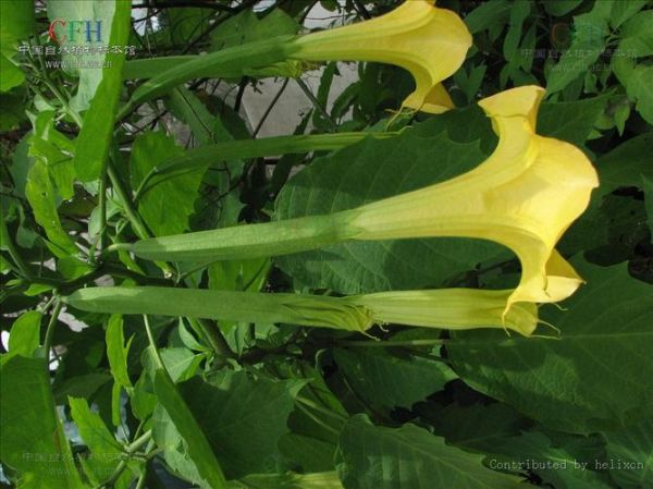 曼陀罗非物质文化遗产（曼陀罗非物质文化遗产是真的吗）-第2张图片-八三百科