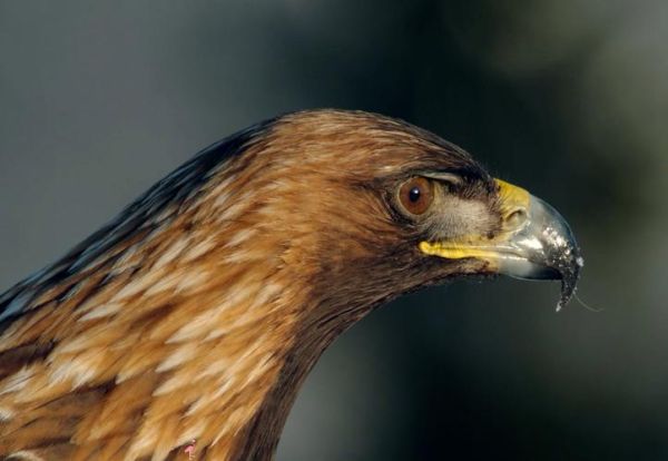 金雕非物质文化遗产（金雕国家级非遗技艺完整入门）-第2张图片-八三百科