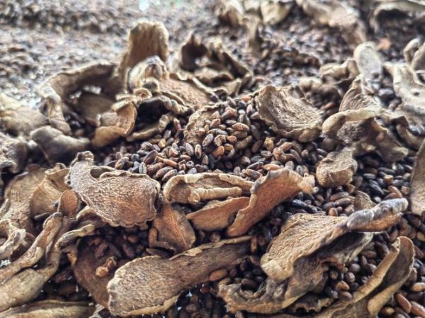 姜炒米非物质文化遗产（姜炒米非物质文化遗产做法揭秘）-第2张图片-八三百科