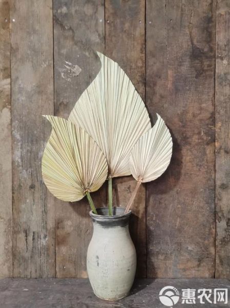 蒲葵非物质文化遗产（蒲葵非遗手工扇子为什么火遍全网）-第2张图片-八三百科