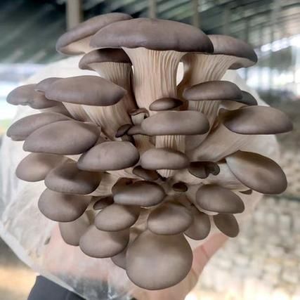 非物质文化遗产菇（菇类技艺非遗项目有哪些？）-第2张图片-八三百科