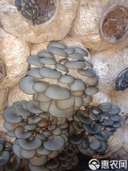 非物质文化遗产菇（菇类技艺非遗项目有哪些？）-第3张图片-八三百科